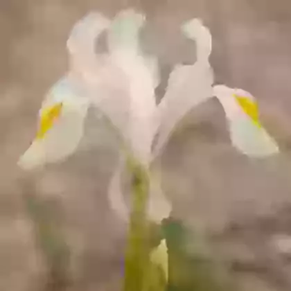 Magnifica Alba